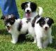 Australian Shepherd Puppies for sale in Beaver Creek, CO 81620, USA. price: NA