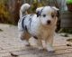 Australian Shepherd Puppies for sale in Concord, CA, USA. price: NA
