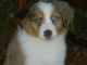 Australian Shepherd Puppies for sale in Fort Towson, OK 74735, USA. price: $750