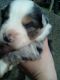 Australian Shepherd Puppies for sale in Indianapolis, IN, USA. price: $900