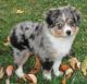 Australian Shepherd Puppies for sale in Denver, CO, USA. price: $500