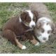 Australian Shepherd Puppies for sale in Louisville, KY, USA. price: NA