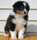 Australian Shepherd Puppies for sale in South Bend, IN, USA. price: NA