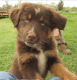 Australian Shepherd Puppies for sale in Rutherfordton, NC, USA. price: NA