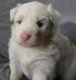 Australian Shepherd Puppies for sale in Middletown, CA 95461, USA. price: $700