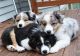 Australian Shepherd Puppies for sale in Chula Vista, CA, USA. price: NA