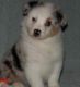Australian Shepherd Puppies for sale in Burbank, CA, USA. price: NA