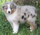 Australian Shepherd Puppies for sale in Eugene, OR, USA. price: $500