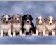 Australian Shepherd Puppies for sale in Baton Rouge, LA, USA. price: NA