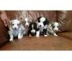 Australian Shepherd Puppies for sale in Baltimore, MD, USA. price: NA