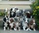 Australian Shepherd Puppies for sale in Jefferson City, MO, USA. price: NA