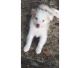 Australian Shepherd Puppies for sale in Amarillo, TX, USA. price: NA