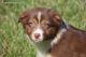 Australian Shepherd Puppies for sale in Hanover, MD 21076, USA. price: $650