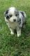 Australian Shepherd Puppies for sale in Pomona, CA, USA. price: NA