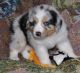 Australian Shepherd Puppies for sale in Montgomery, AL, USA. price: NA