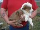 Australian Shepherd Puppies for sale in Bakersfield, CA, USA. price: NA