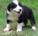 Australian Shepherd Puppies for sale in East Los Angeles, CA, USA. price: NA