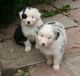 Australian Shepherd Puppies for sale in Austin, TX, USA. price: $600
