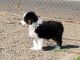 Australian Shepherd Puppies for sale in Aptos, CA 95003, USA. price: NA