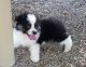 Australian Shepherd Puppies for sale in Ducor, CA 93218, USA. price: $500