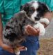 Australian Shepherd Puppies for sale in Acampo, CA 95220, USA. price: NA