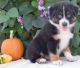 Australian Shepherd Puppies for sale in Washington, VA 22747, USA. price: NA