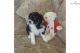 Australian Shepherd Puppies for sale in Spokane, WA, USA. price: NA