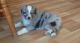 Australian Shepherd Puppies for sale in Eureka, CA, USA. price: NA