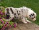 Australian Shepherd Puppies for sale in Adairsville, GA 30103, USA. price: NA