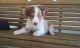 Australian Shepherd Puppies for sale in Dundee, OH 44624, USA. price: NA