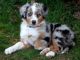 Australian Shepherd Puppies for sale in OR-35, Oregon, USA. price: NA