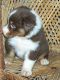 Australian Shepherd Puppies for sale in Kodiak, AK 99615, USA. price: $350