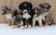 Australian Shepherd Puppies for sale in Asheville, NC, USA. price: NA