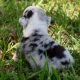 Australian Shepherd Puppies for sale in Brooksville, FL 34601, USA. price: NA