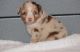 Australian Shepherd Puppies for sale in Troutville, VA 24175, USA. price: NA