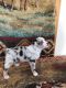 Australian Shepherd Puppies for sale in Friendsville, TN, USA. price: NA
