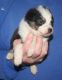 Australian Shepherd Puppies for sale in NJ-38, Cherry Hill, NJ 08002, USA. price: NA