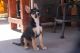 Australian Shepherd Puppies for sale in Fontana, CA, USA. price: $350