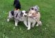 Australian Shepherd Puppies for sale in Richmond, VA, USA. price: NA