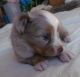 Australian Shepherd Puppies for sale in Walkertown, NC, USA. price: $800