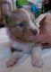 Australian Shepherd Puppies for sale in Walkertown, NC, USA. price: NA