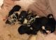 Australian Shepherd Puppies for sale in McClellanville, SC 29458, USA. price: NA