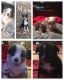 Australian Shepherd Puppies for sale in Toccoa, GA, USA. price: NA