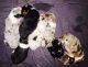 Australian Shepherd Puppies for sale in Williamsville, VA 24487, USA. price: NA