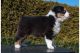 Australian Shepherd Puppies for sale in Hwy 6, Sugar Land, TX, USA. price: NA