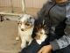 Australian Shepherd Puppies for sale in Fresno, CA 93706, USA. price: NA
