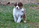Australian Shepherd Puppies for sale in TX-121, Blue Ridge, TX 75424, USA. price: NA