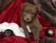 Australian Shepherd Puppies for sale in Jamestown, PA 16134, USA. price: $400