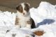 Australian Shepherd Puppies for sale in New Haven, MI 48050, USA. price: $420