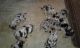 Australian Shepherd Puppies for sale in Grabill, IN 46741, USA. price: $500